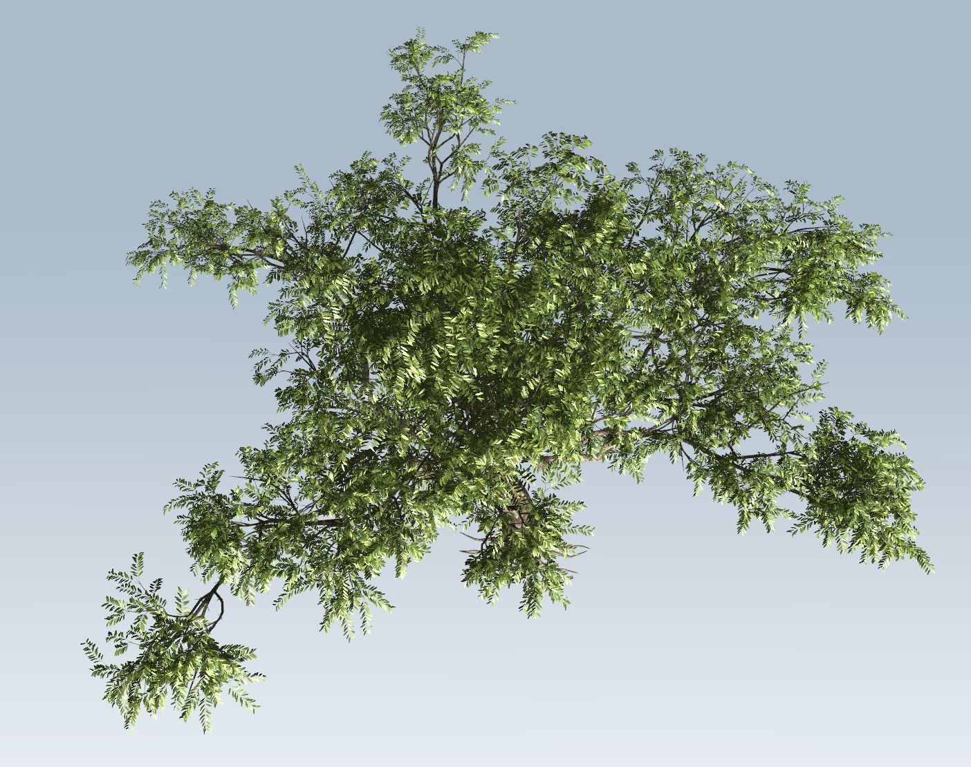 Acacia tree set 3D model_41