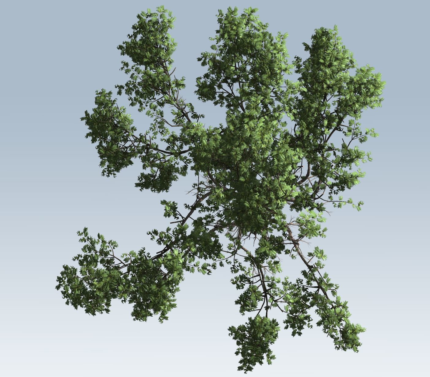 Acacia tree set 3D model_63
