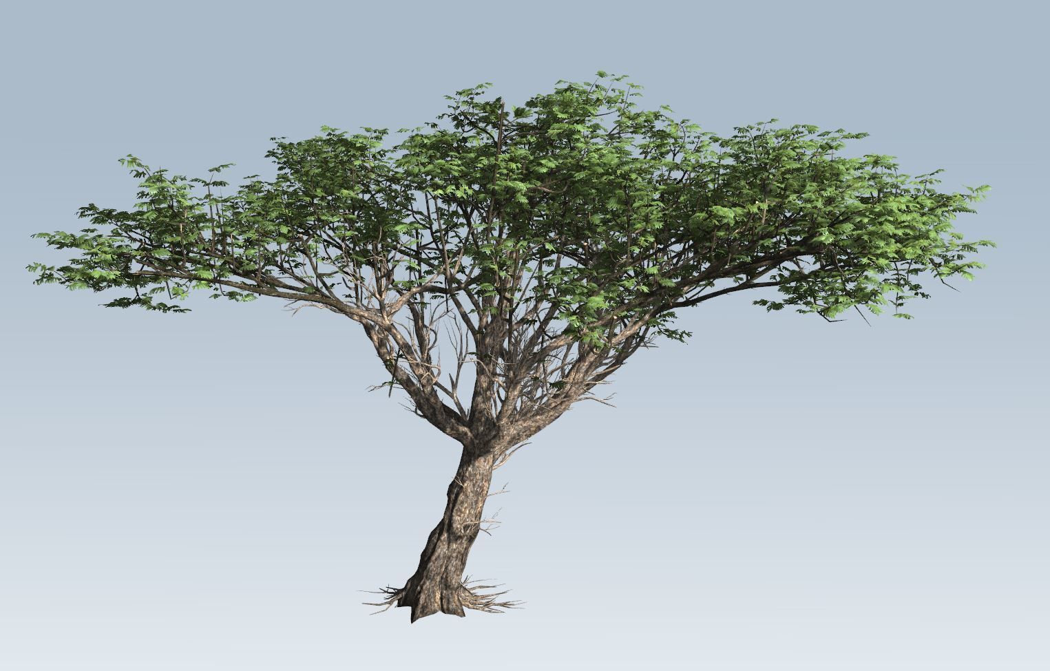 Acacia tree set 3D model_55