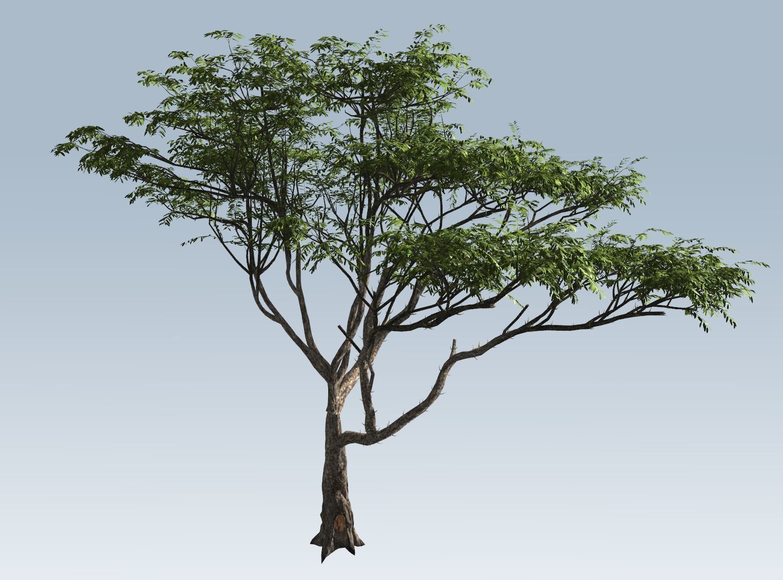 Acacia tree set 3D model_49