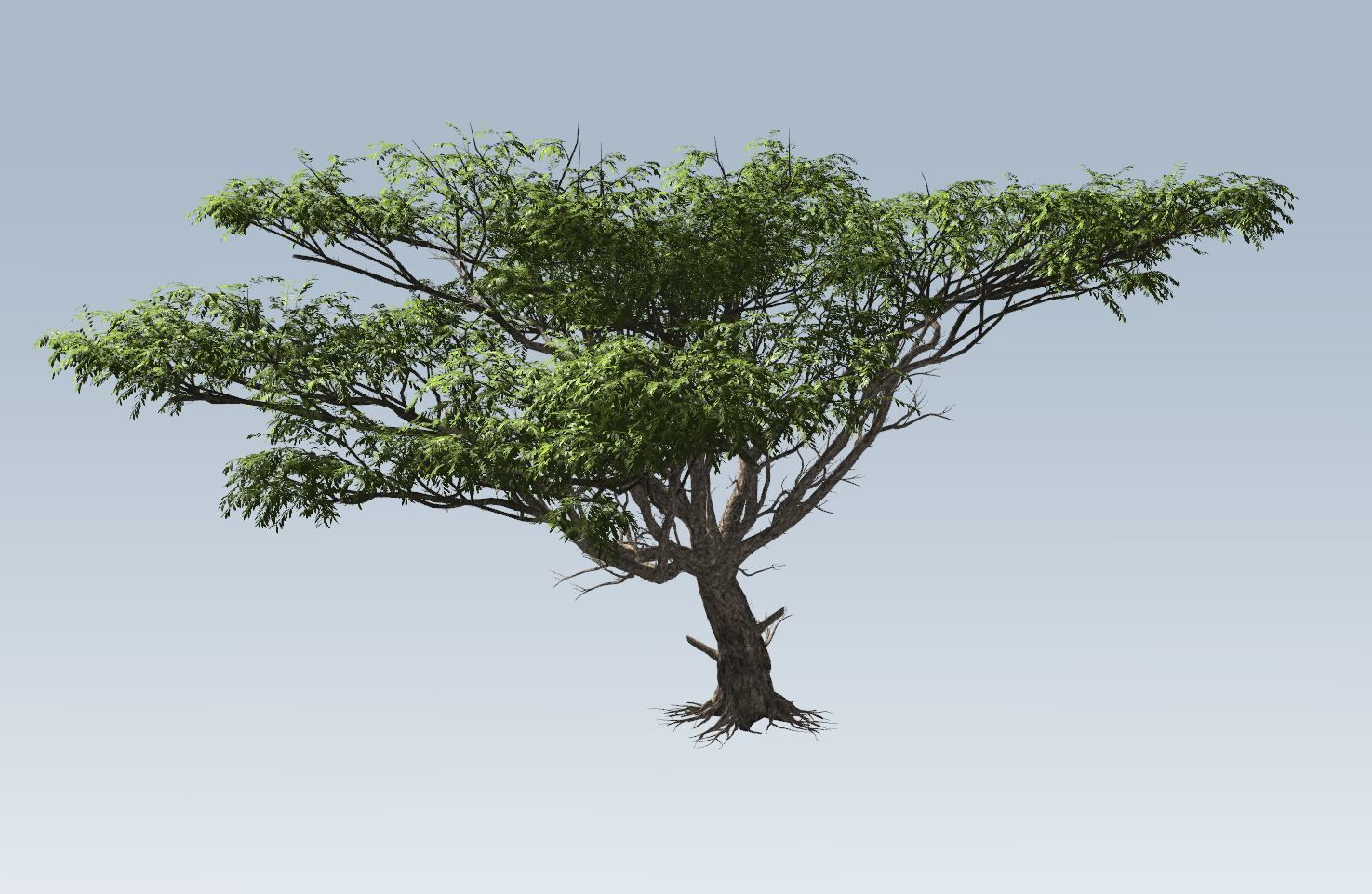Acacia tree set 3D model_15
