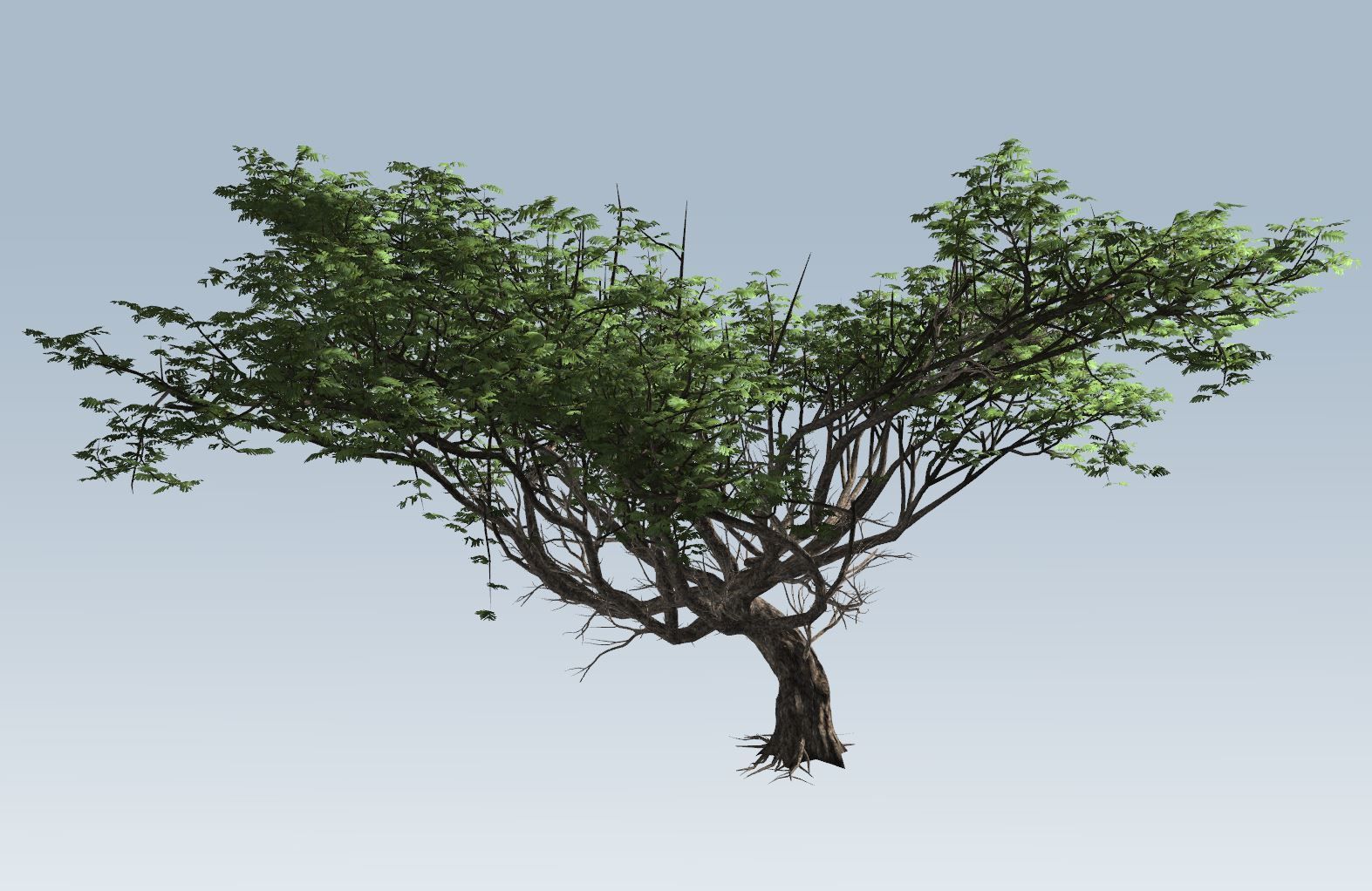 Acacia tree set 3D model_74