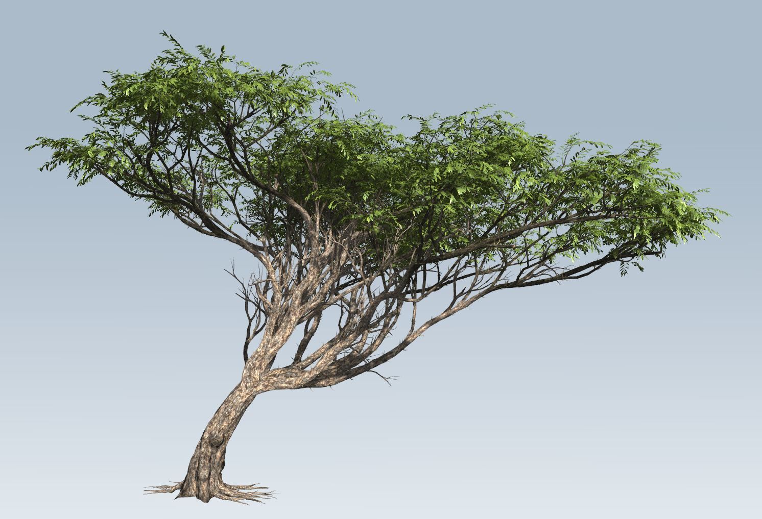 Acacia tree set 3D model_24