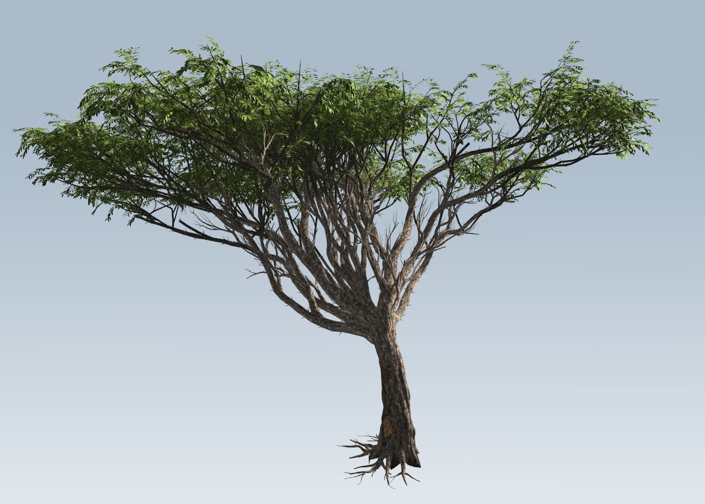 Acacia tree set 3D model_30