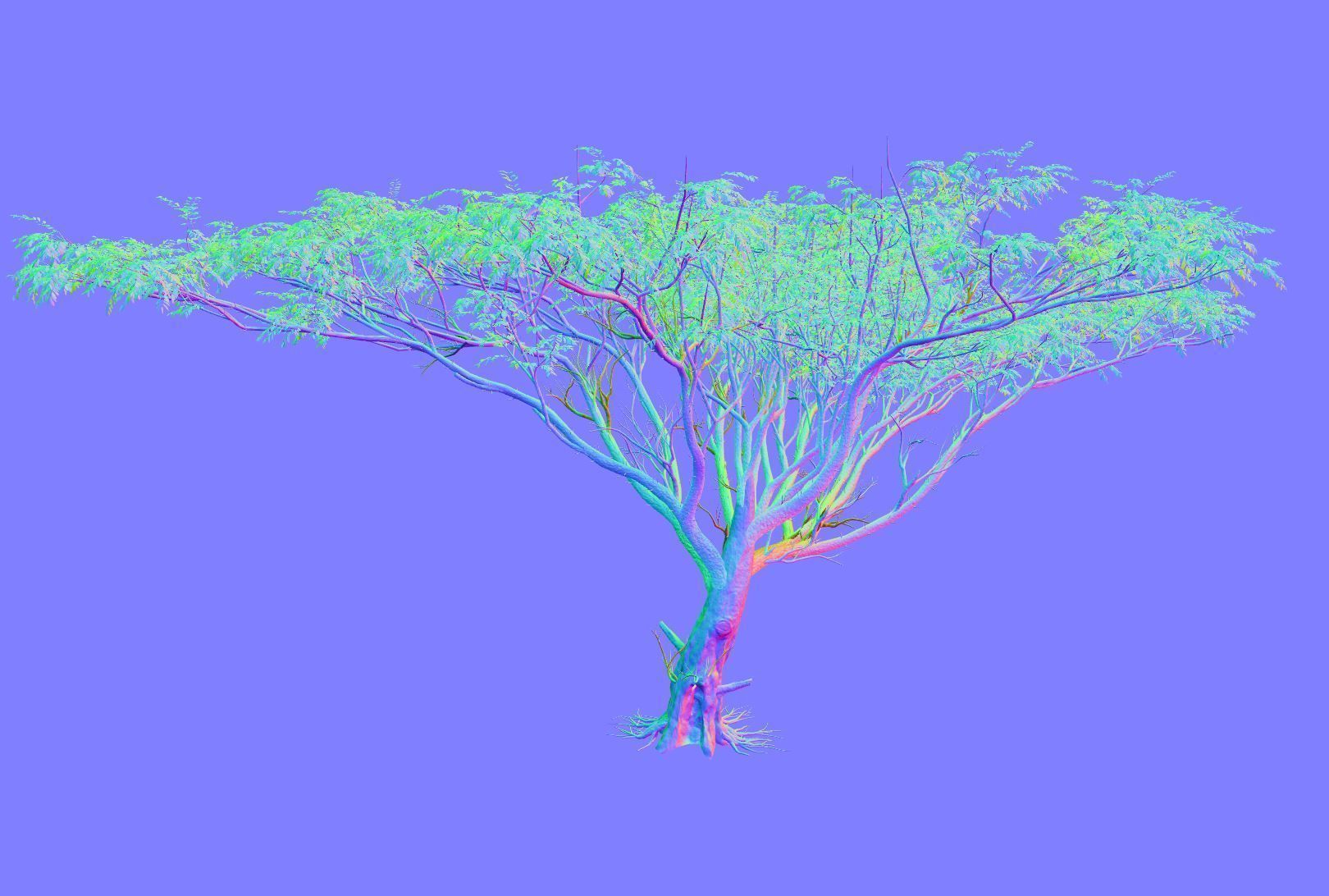 Acacia tree set 3D model_21