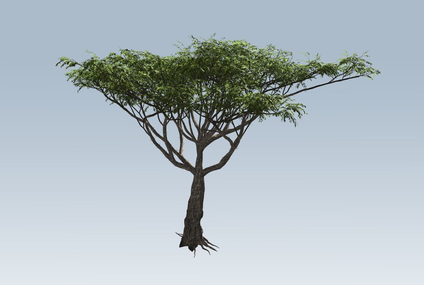 Acacia tree set 3D model_39