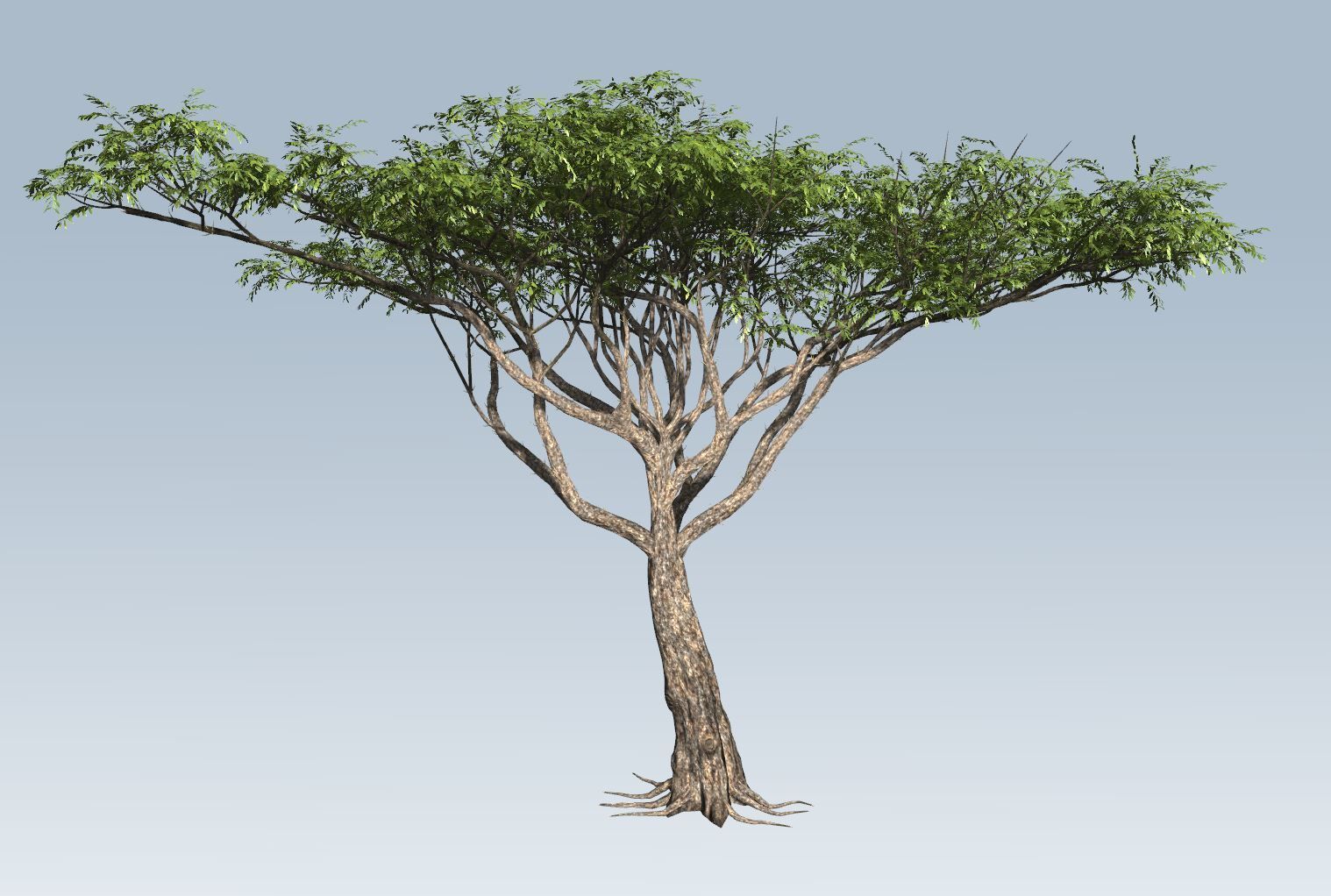 Acacia tree set 3D model_34