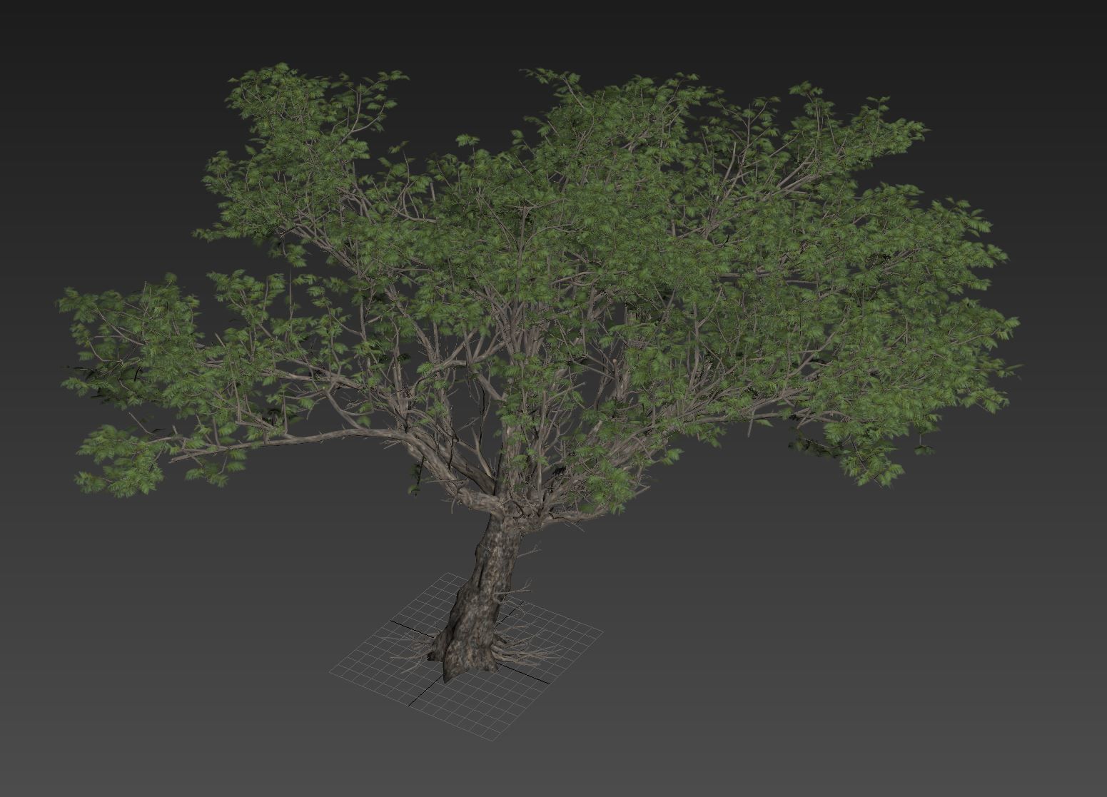 Acacia tree set 3D model_66