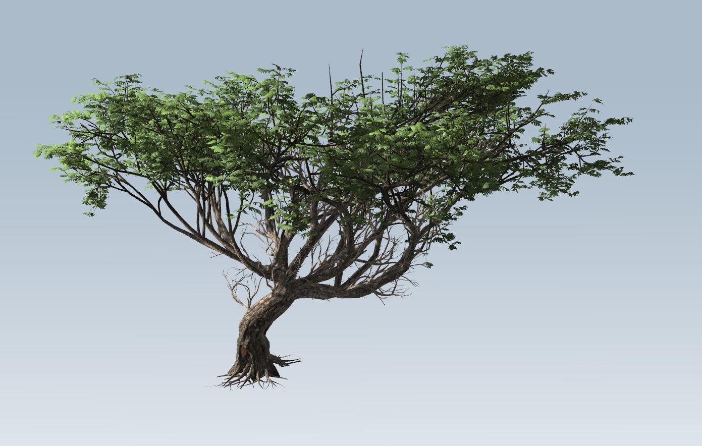 Acacia tree set 3D model_71