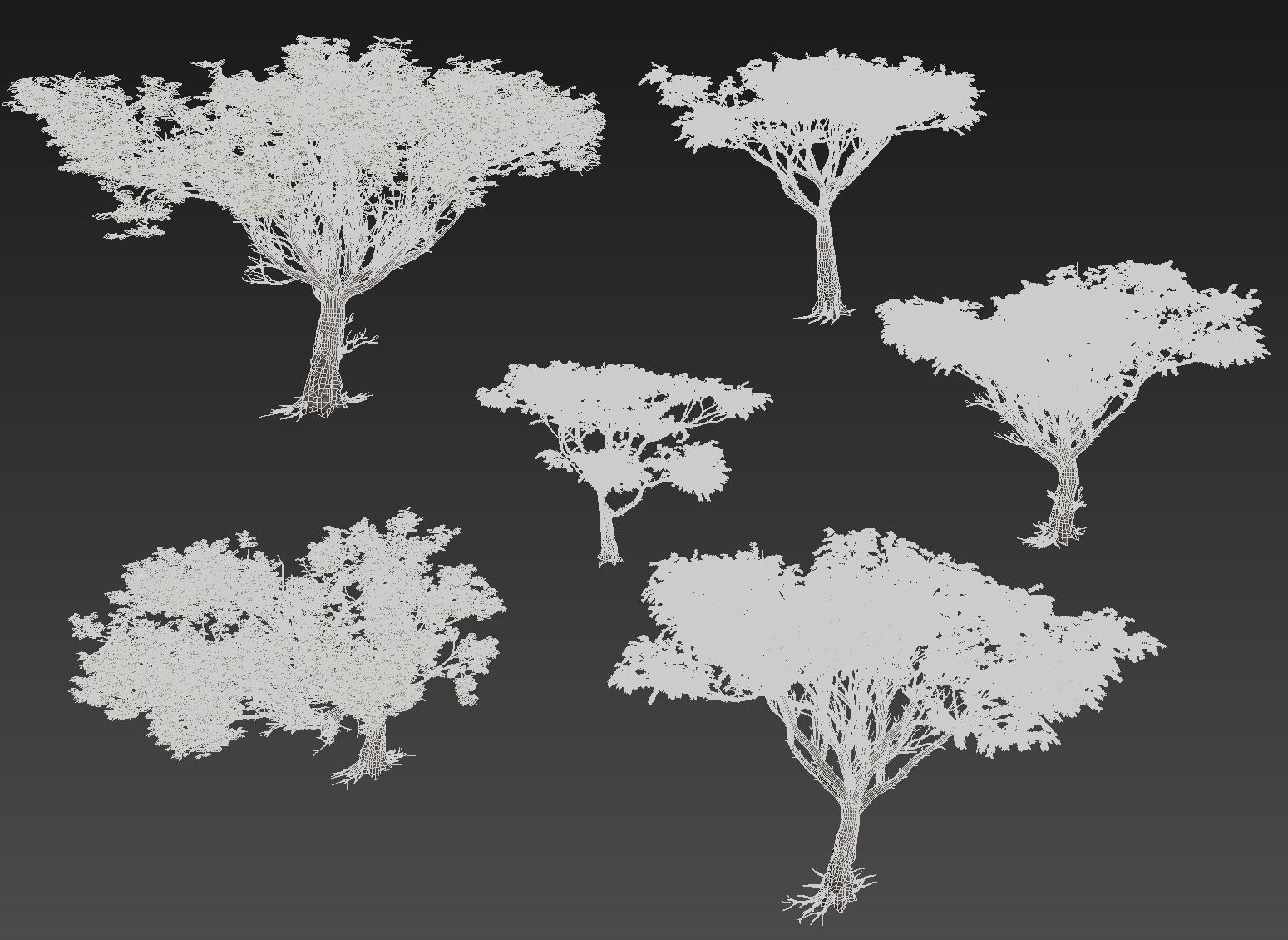 Acacia tree set 3D model_9