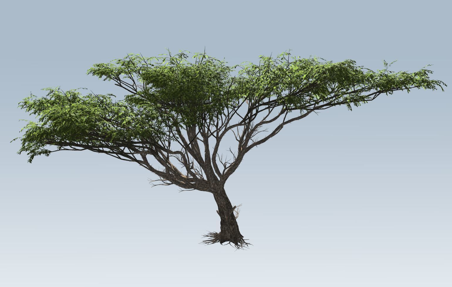 Acacia tree set 3D model_16
