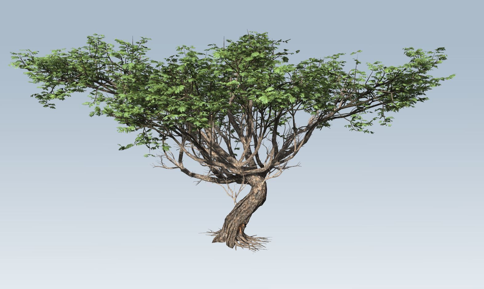 Acacia tree set 3D model_69