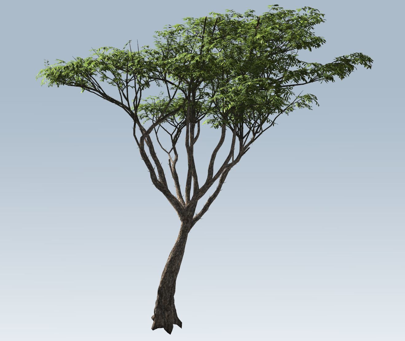 Acacia tree set 3D model_46