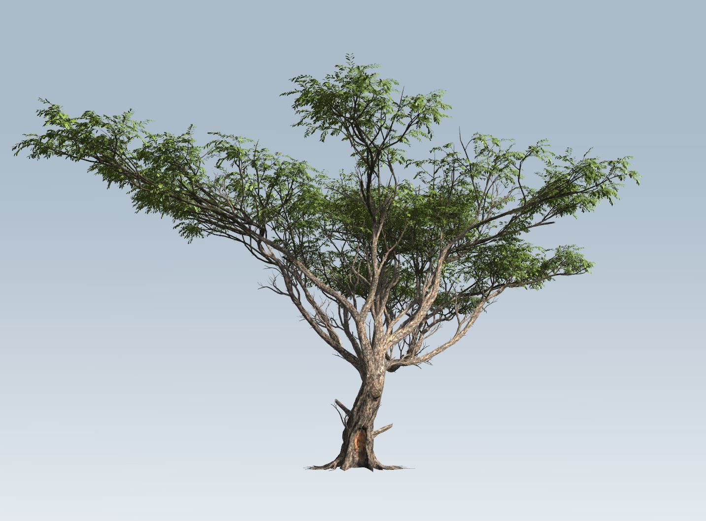 Acacia tree set 3D model_18