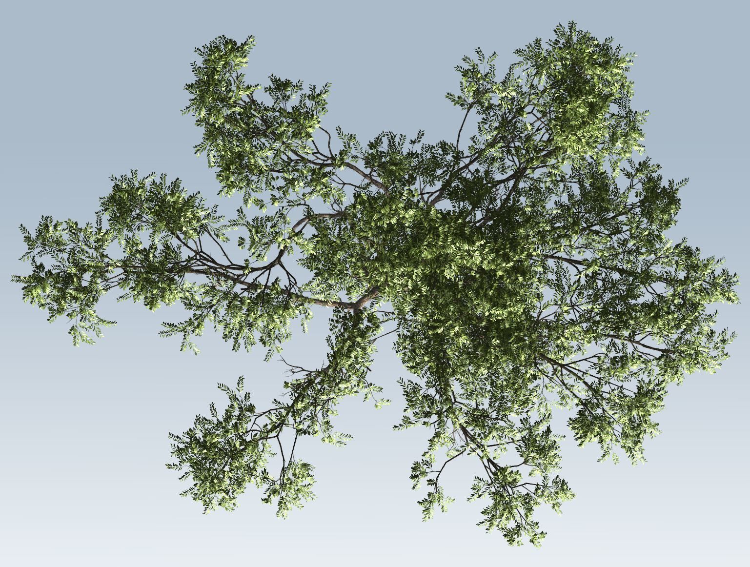 Acacia tree set 3D model_19