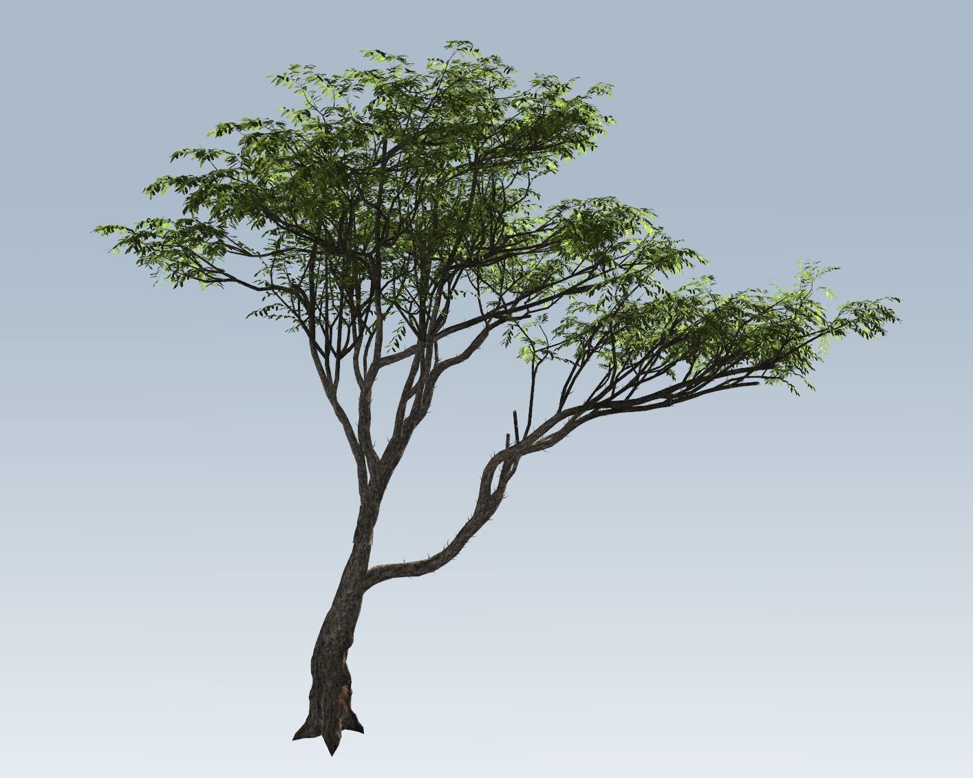 Acacia tree set 3D model_48