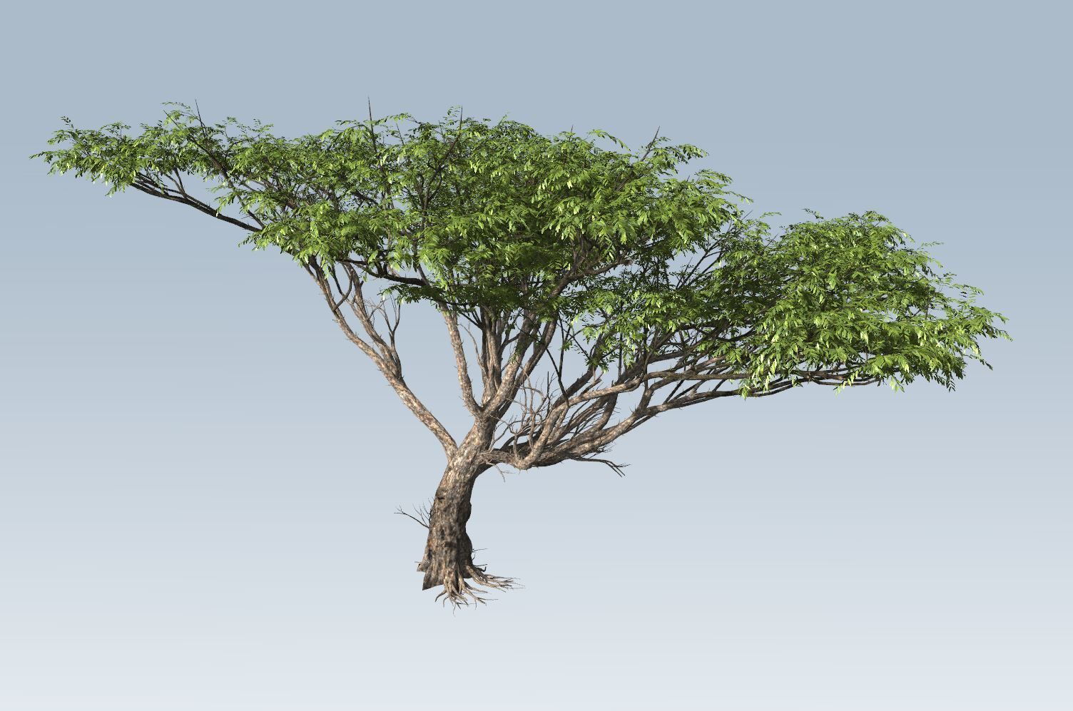 Acacia tree set 3D model_12