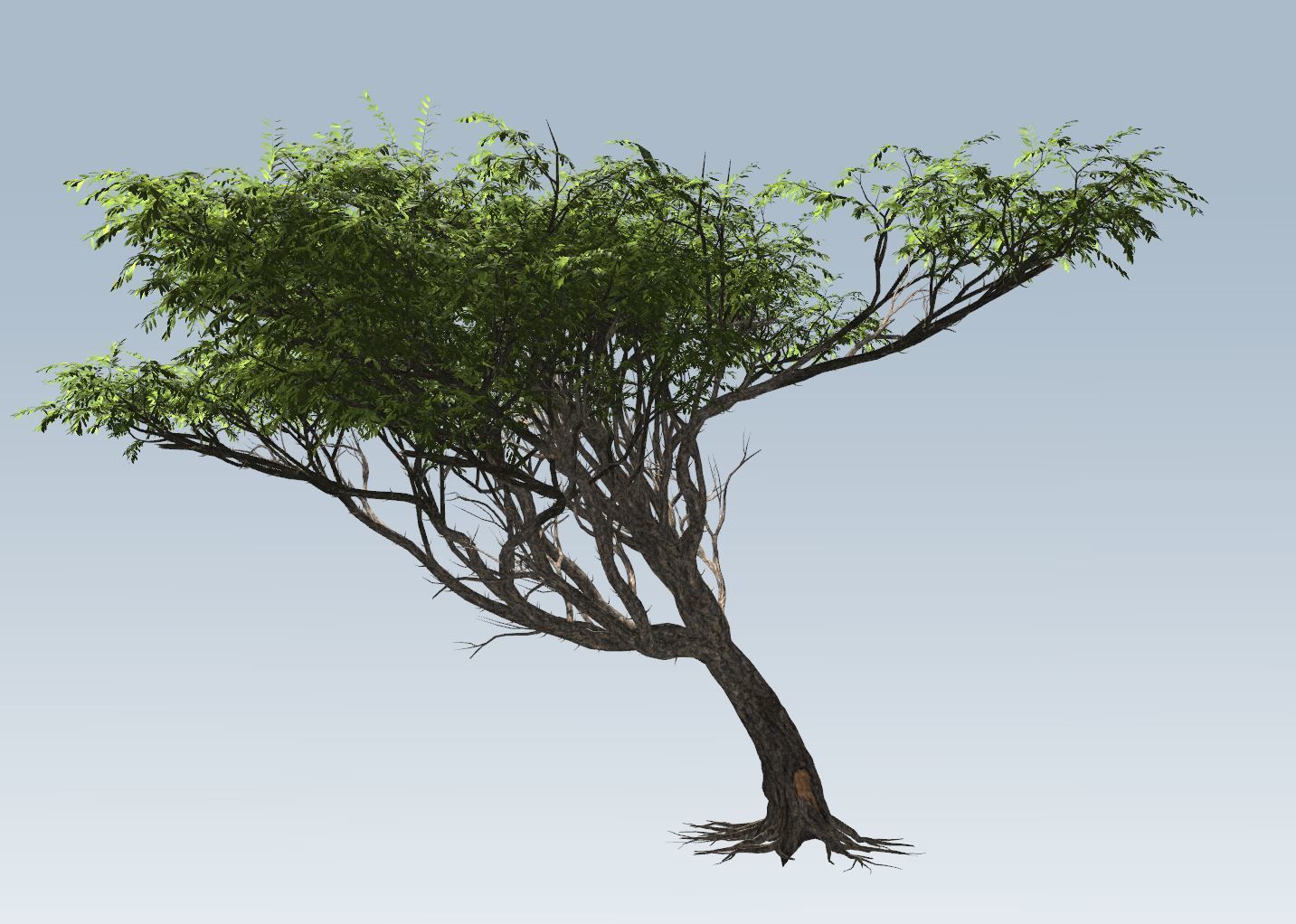 Acacia tree set 3D model_29