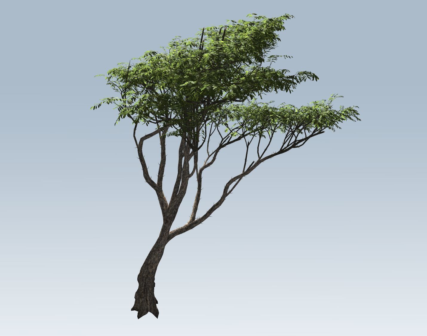 Acacia tree set 3D model_47