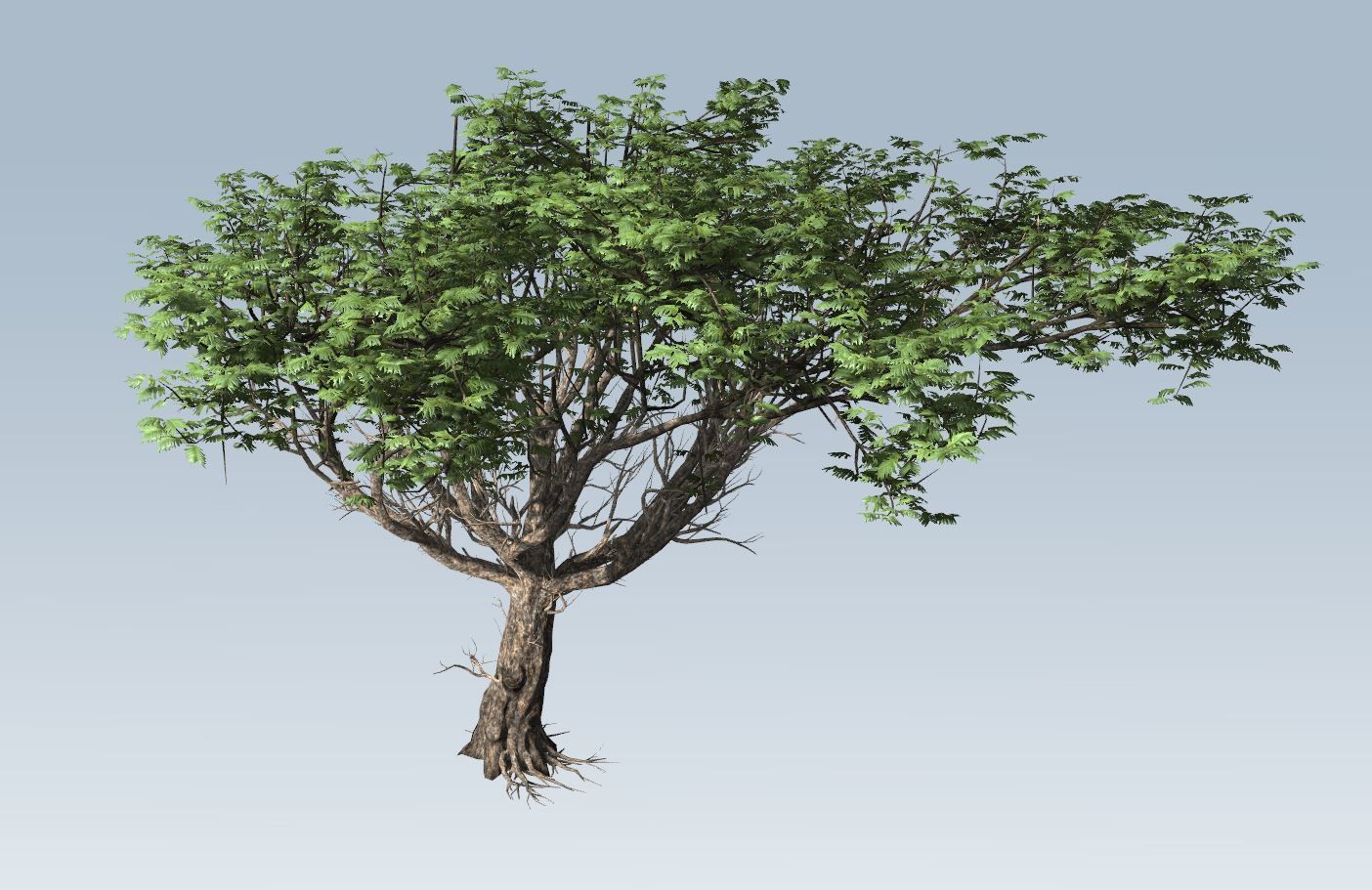 Acacia tree set 3D model_57