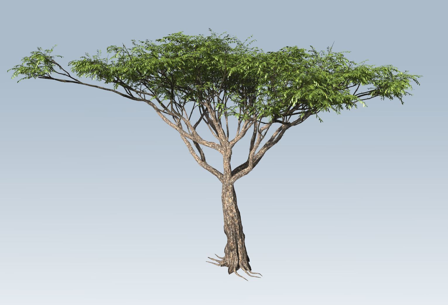 Acacia tree set 3D model_35