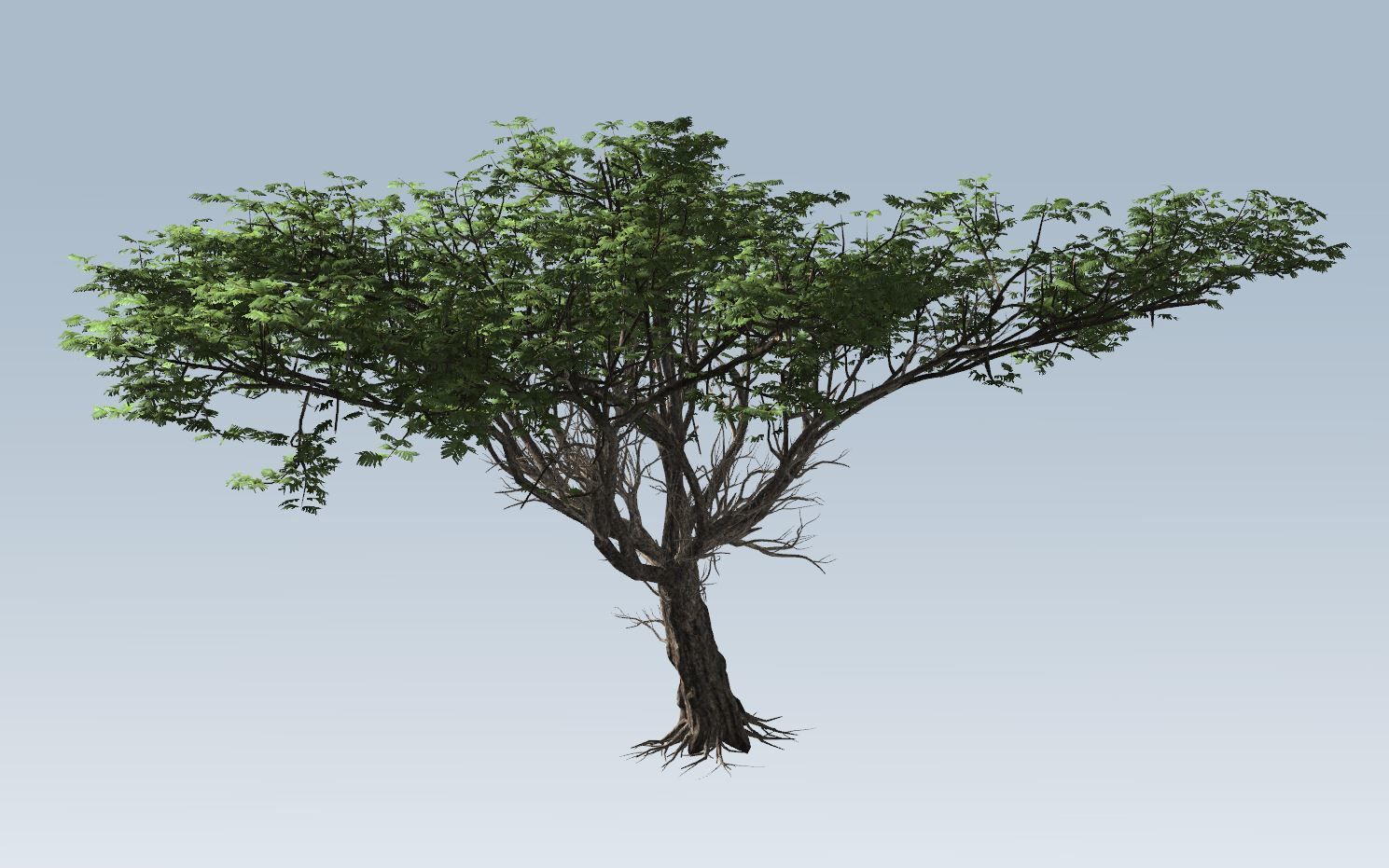 Acacia tree set 3D model_59