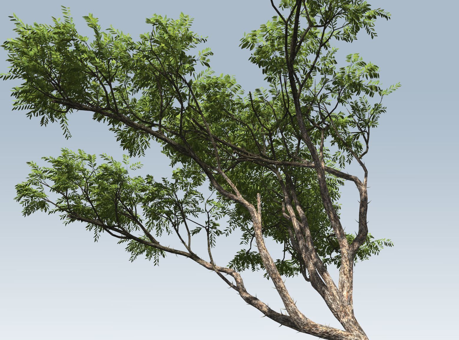 Acacia tree set 3D model_52