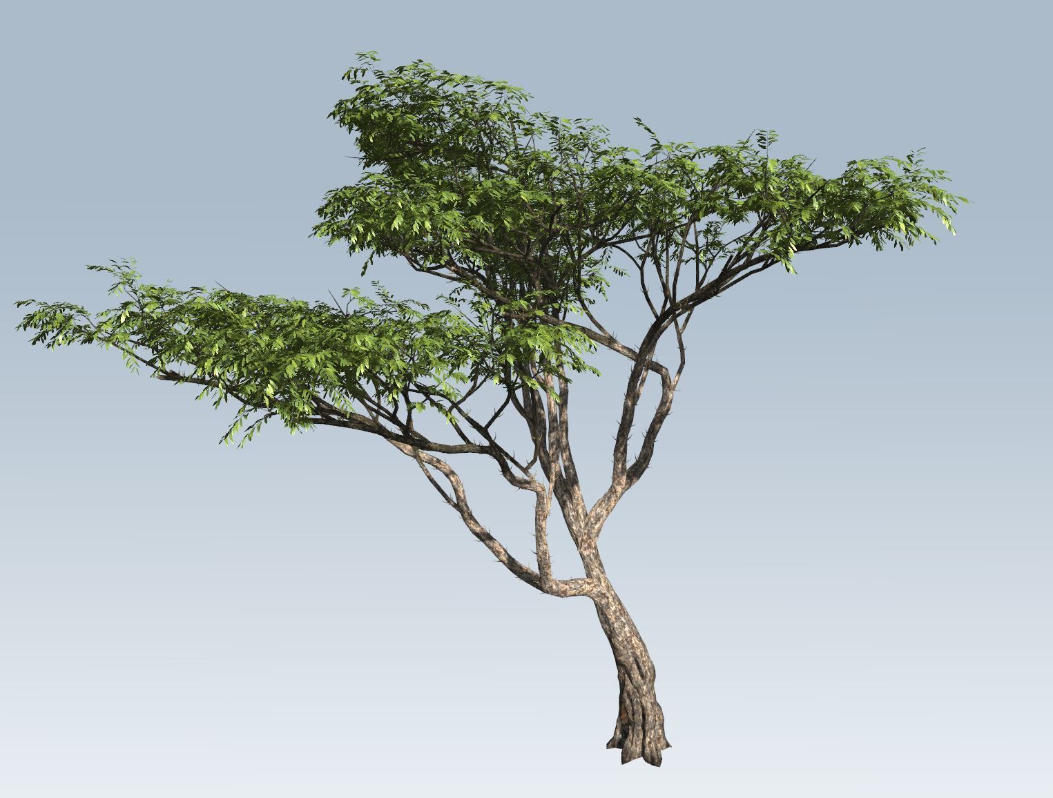 Acacia tree set 3D model_51