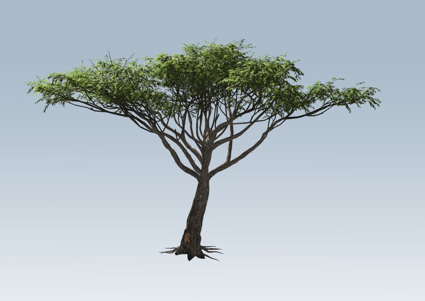 Acacia tree set 3D model_38