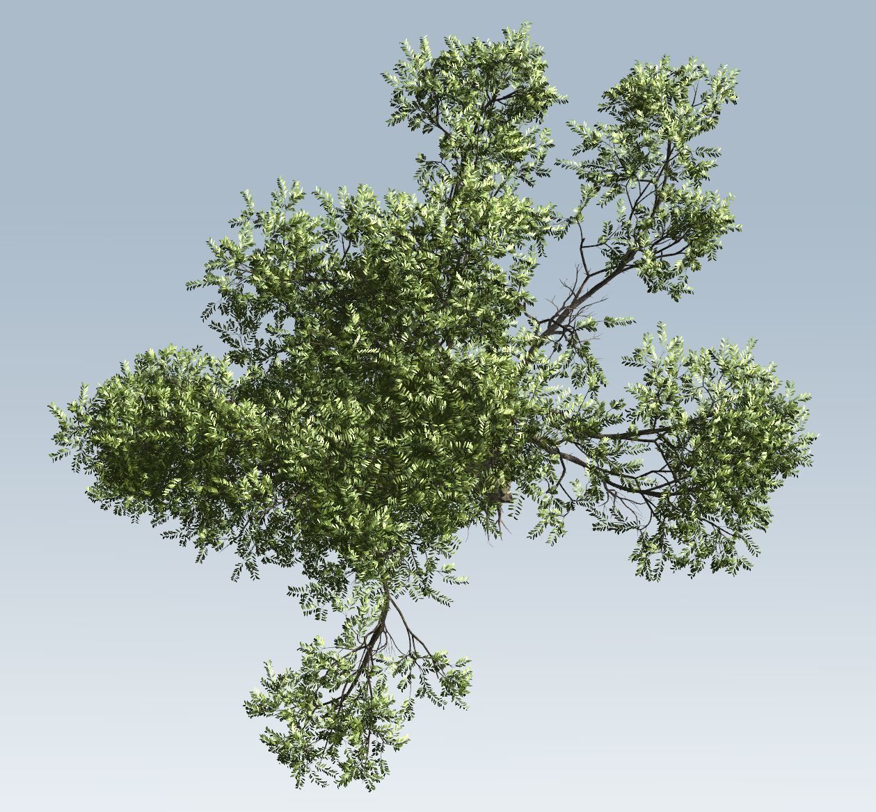 Acacia tree set 3D model_31