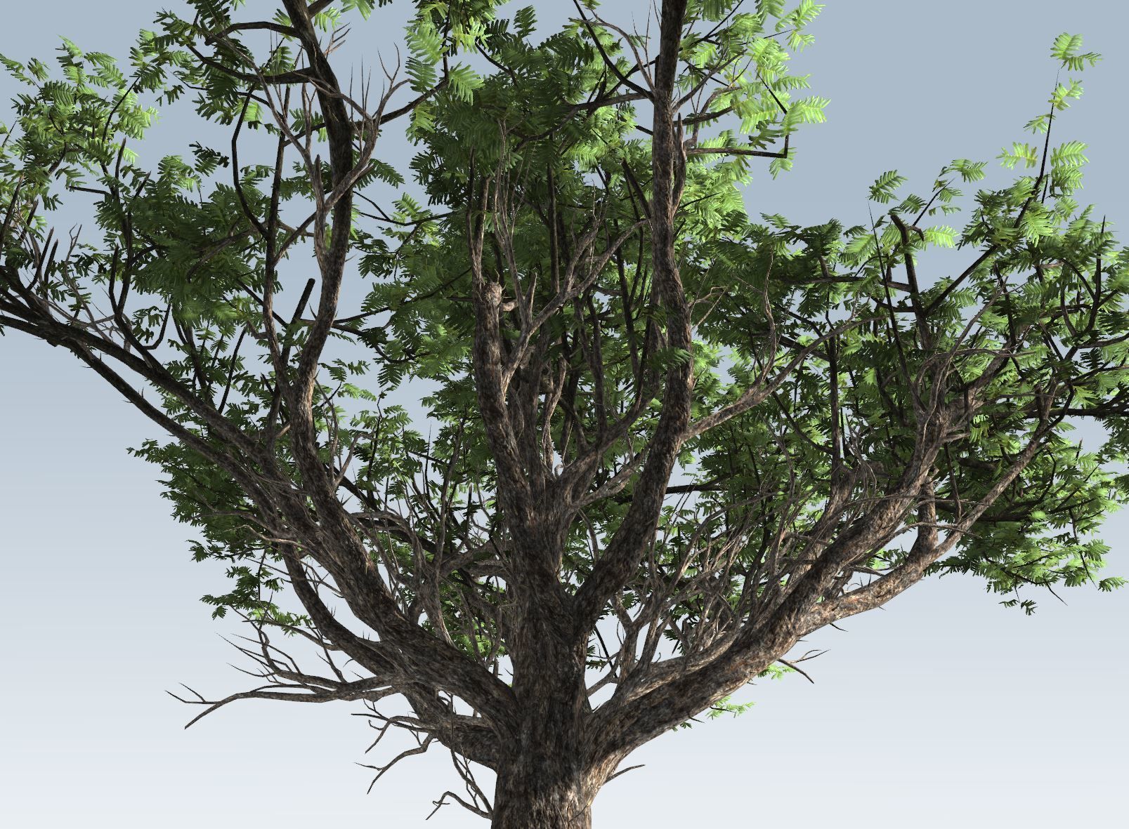 Acacia tree set 3D model_64