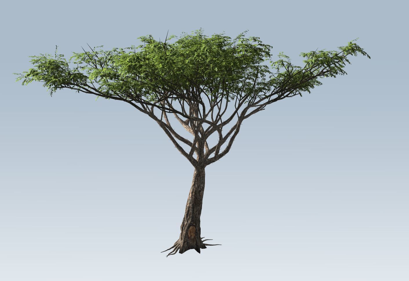 Acacia tree set 3D model_37