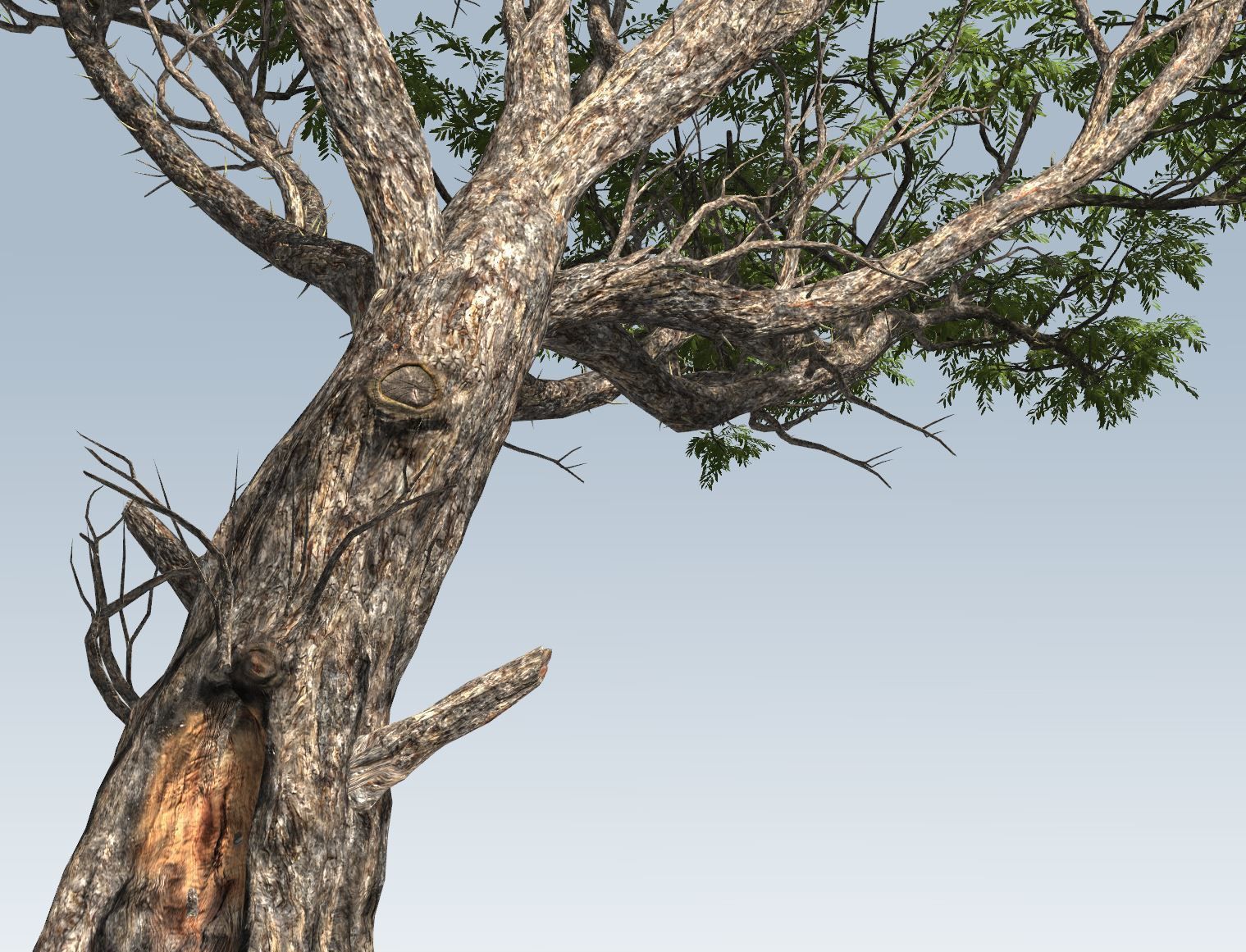 Acacia tree set 3D model_20