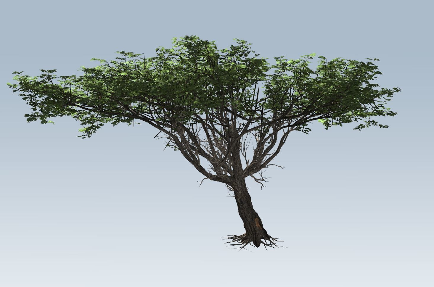 Acacia tree set 3D model_60