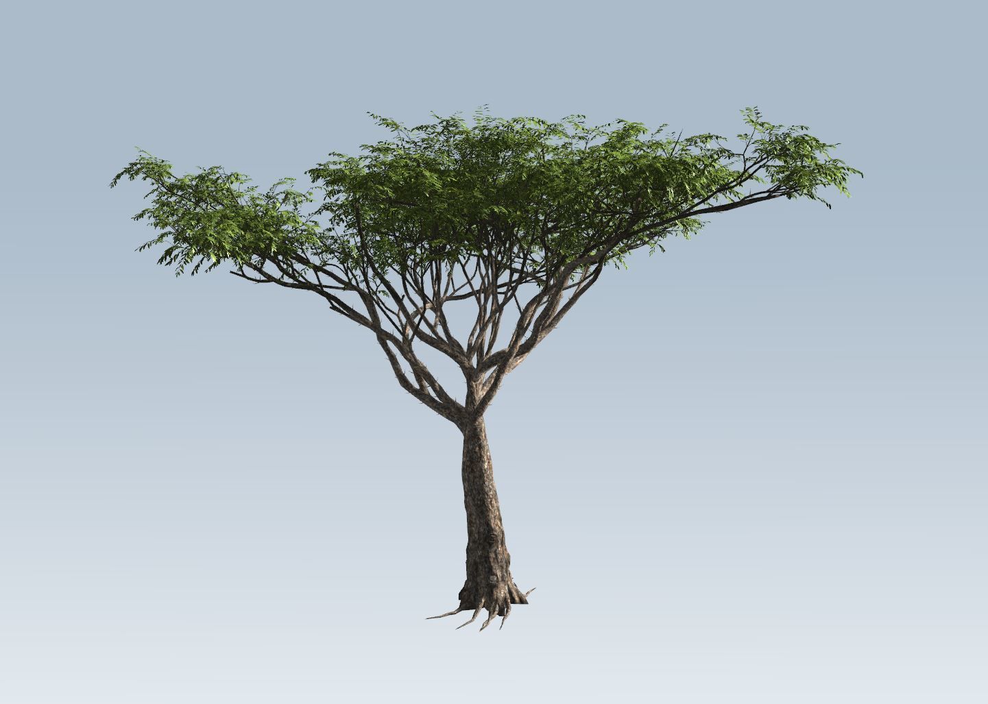 Acacia tree set 3D model_40