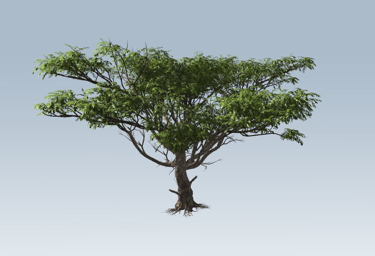 Acacia tree set 3D model_14