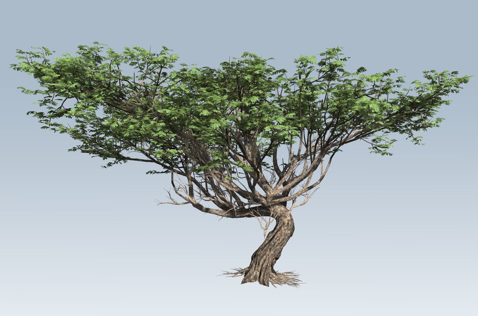 Acacia tree set 3D model_68
