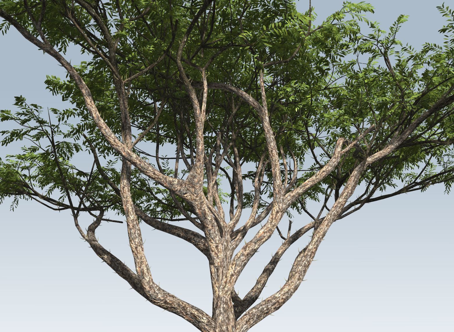 Acacia tree set 3D model_42