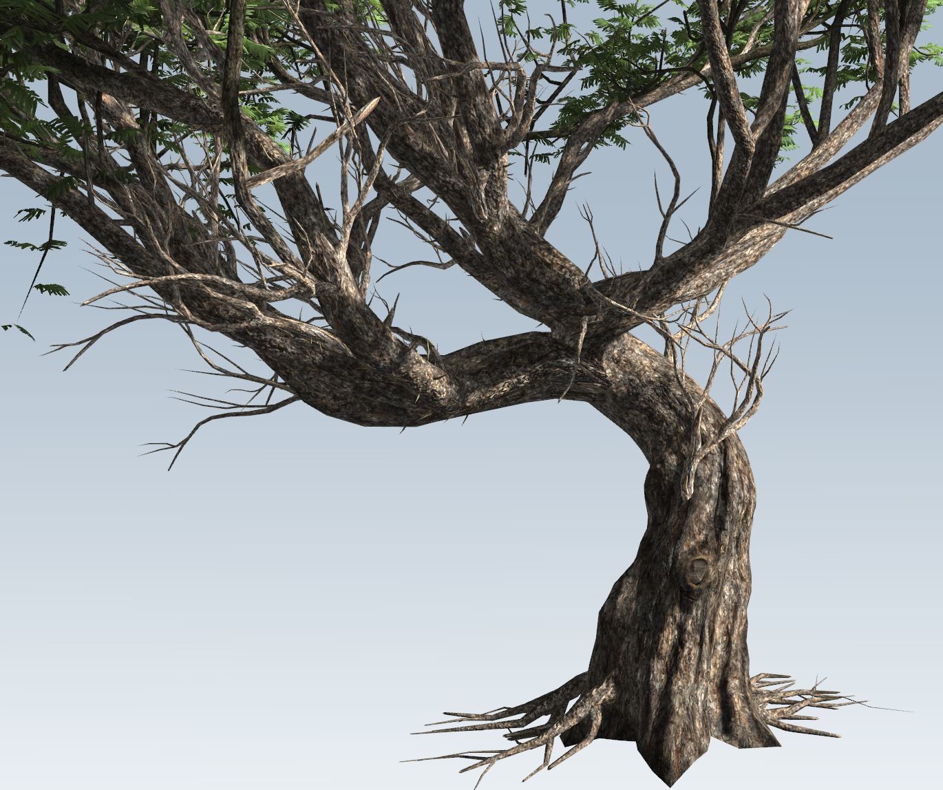 Acacia tree set 3D model_76