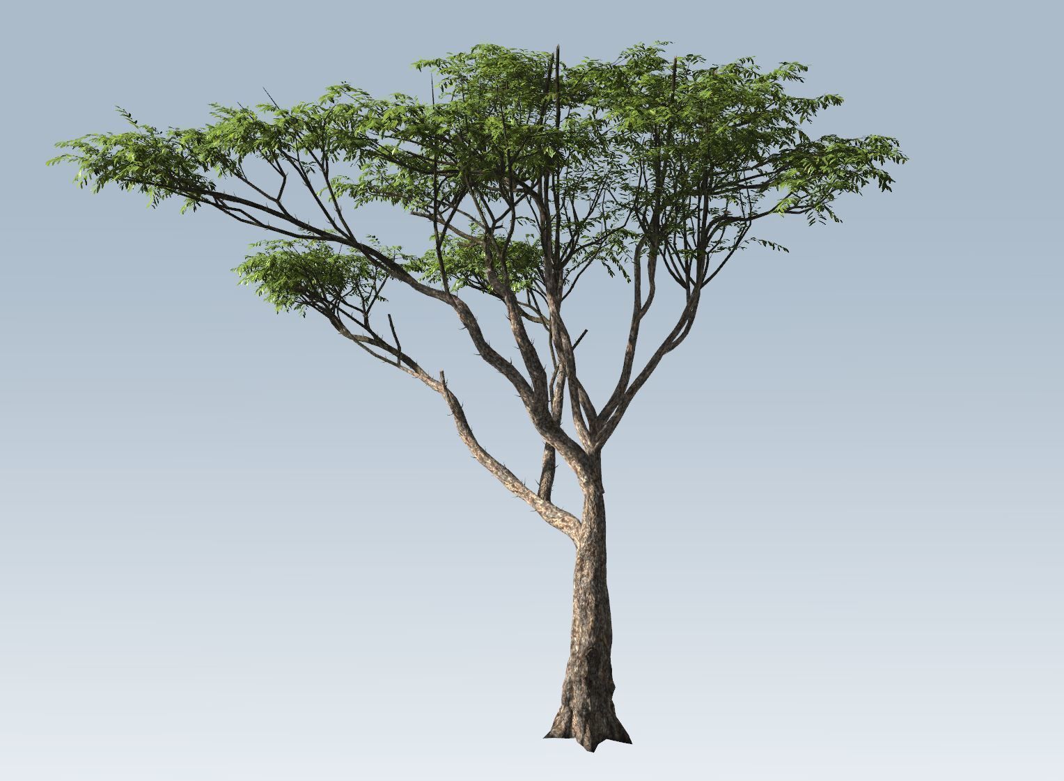 Acacia tree set 3D model_45