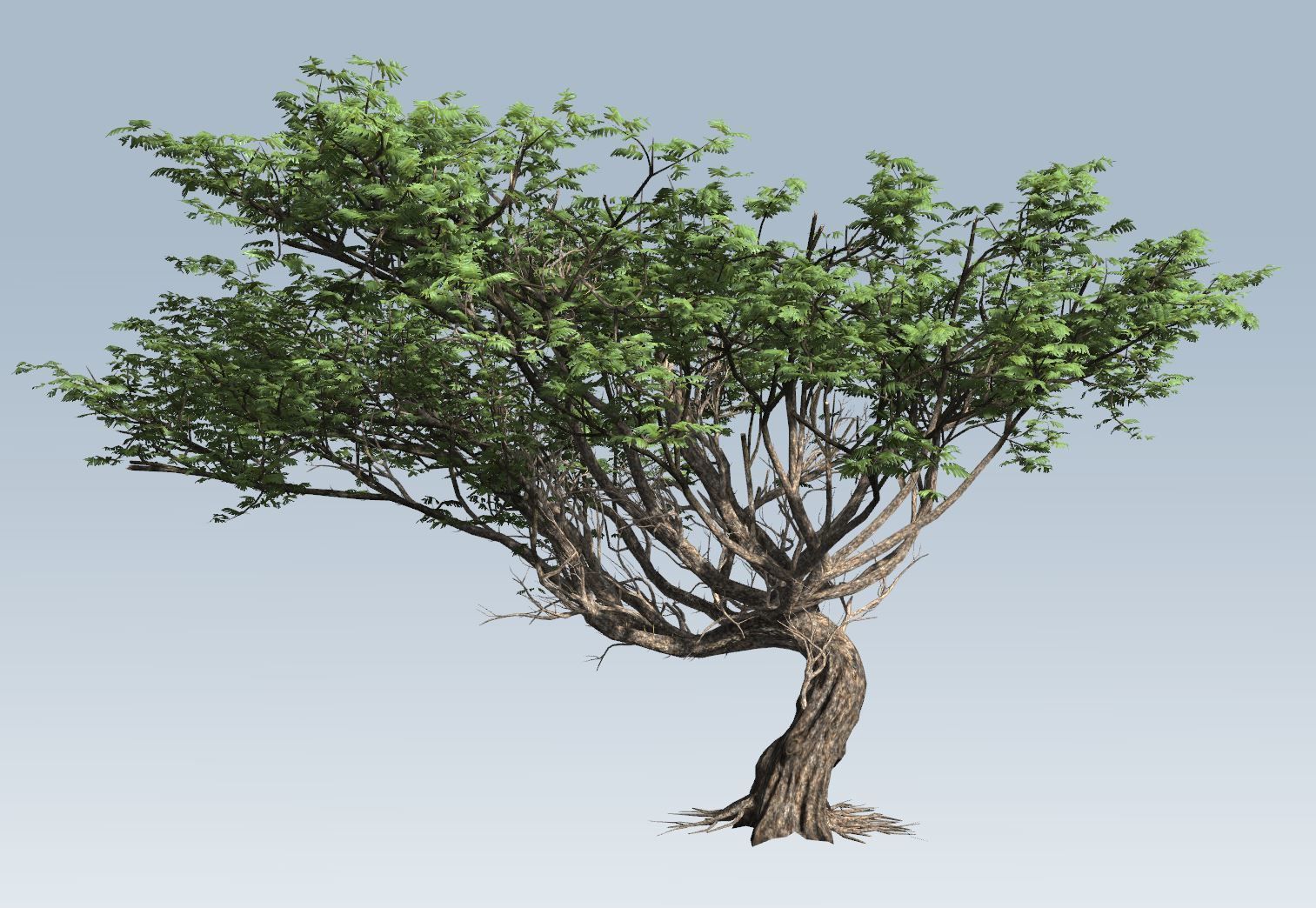 Acacia tree set 3D model_67