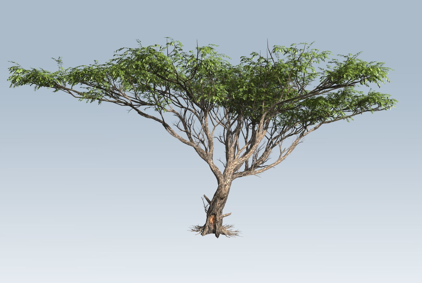 Acacia tree set 3D model_10