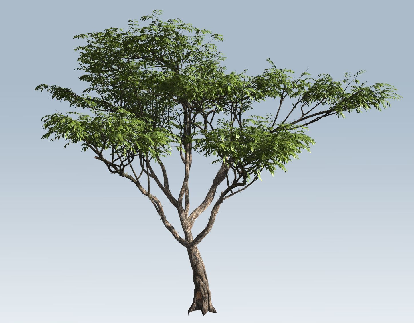 Acacia tree set 3D model_50