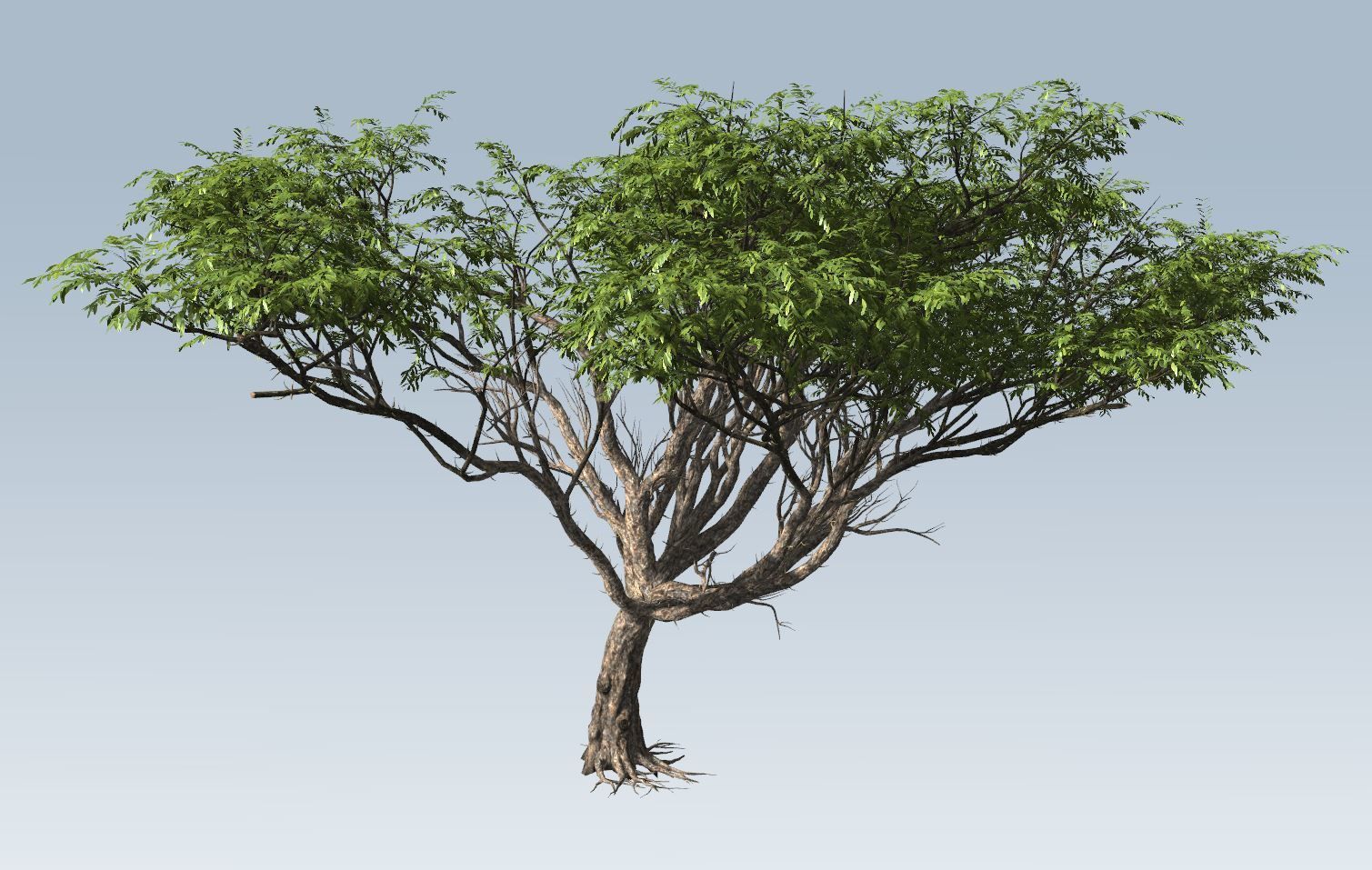 Acacia tree set 3D model_26