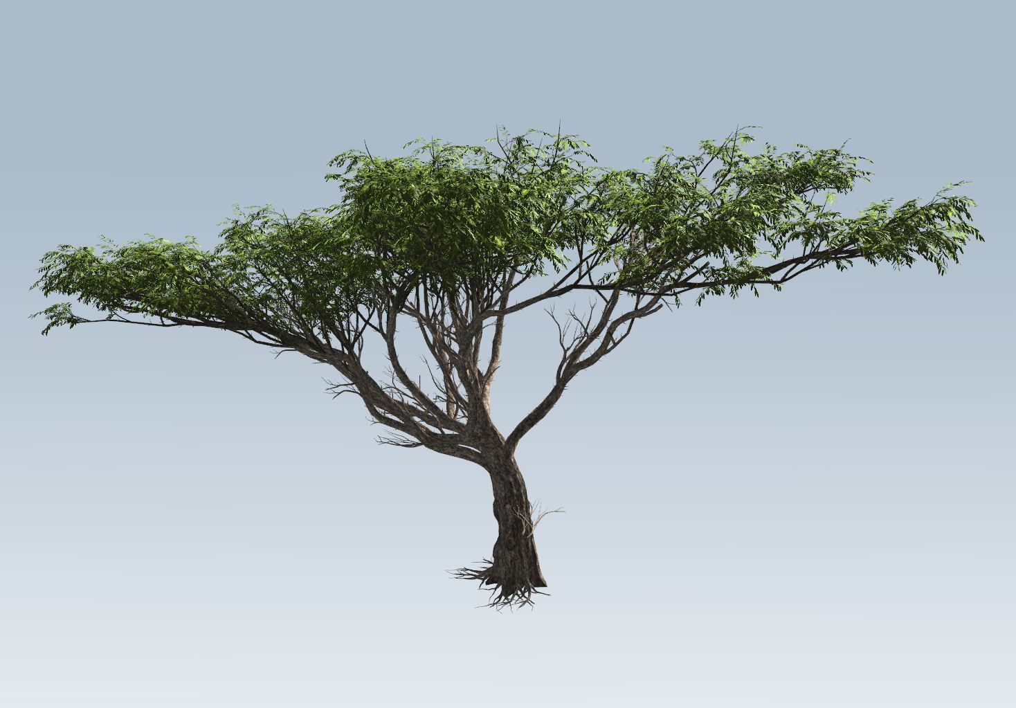 Acacia tree set 3D model_17