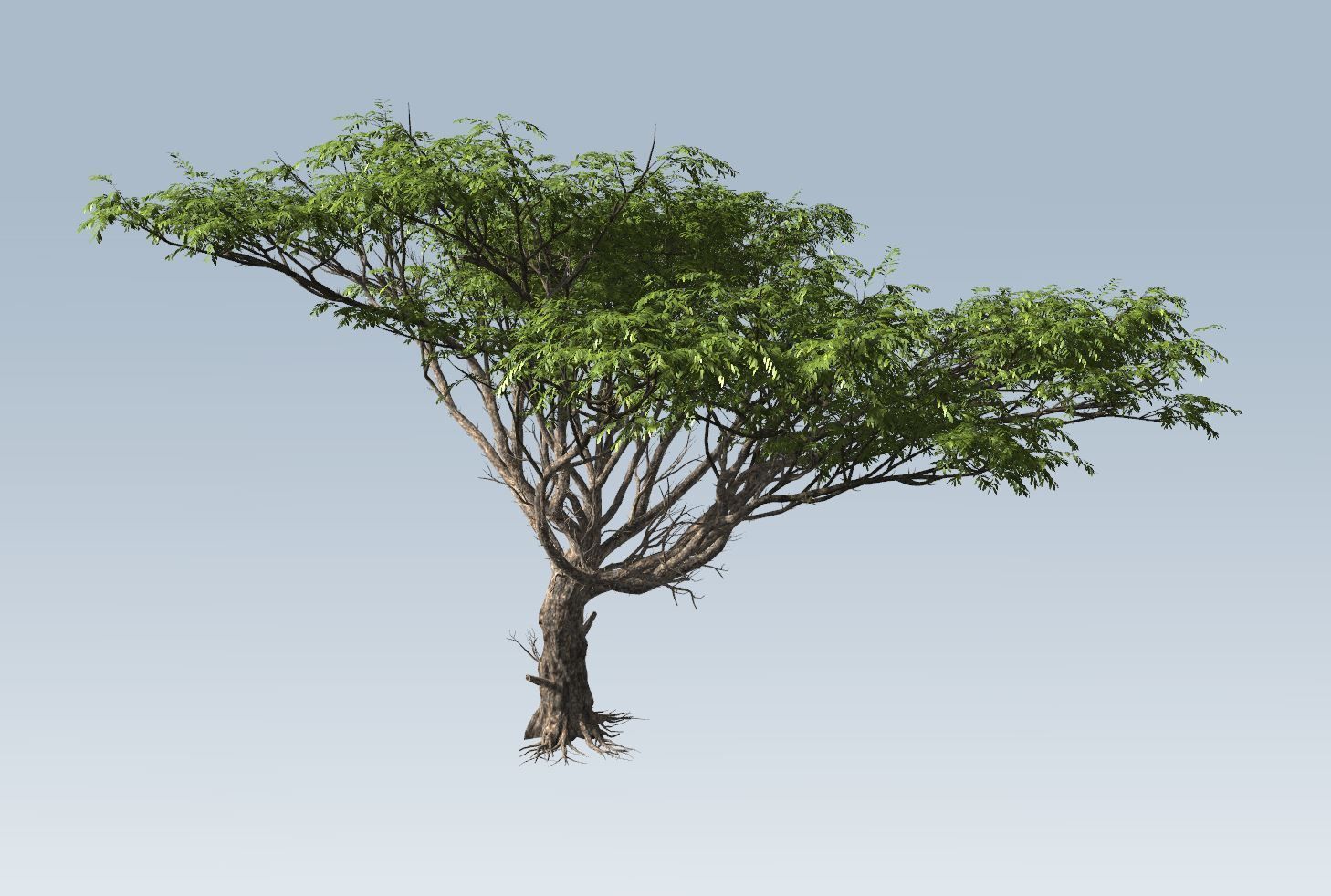 Acacia tree set 3D model_13