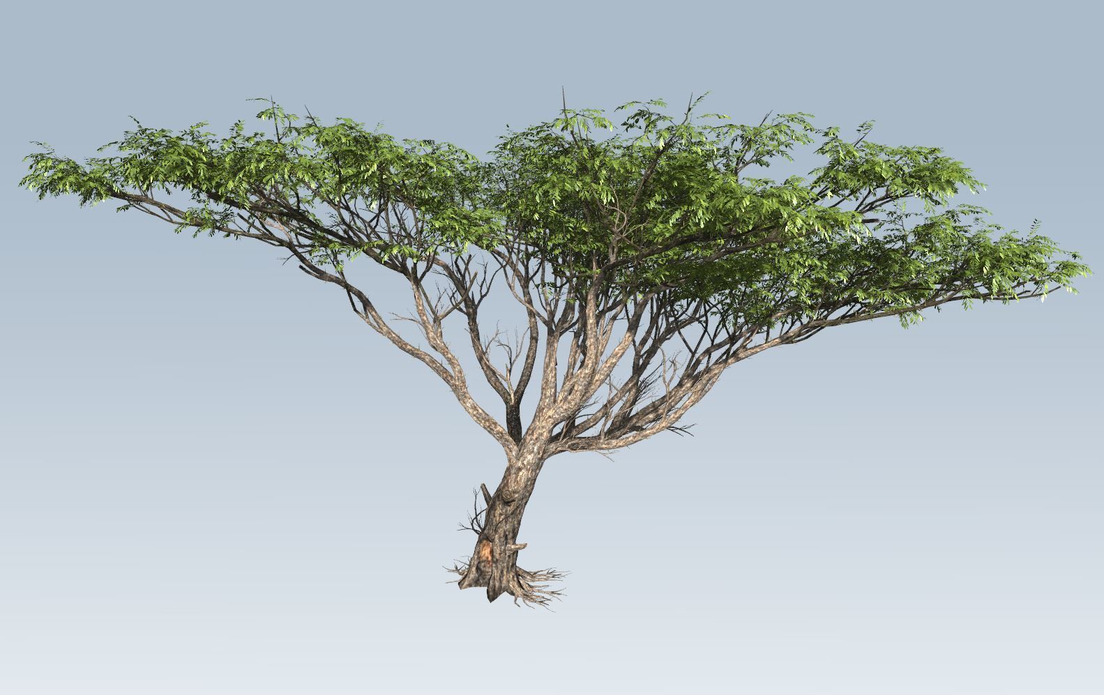 Acacia tree set 3D model_11