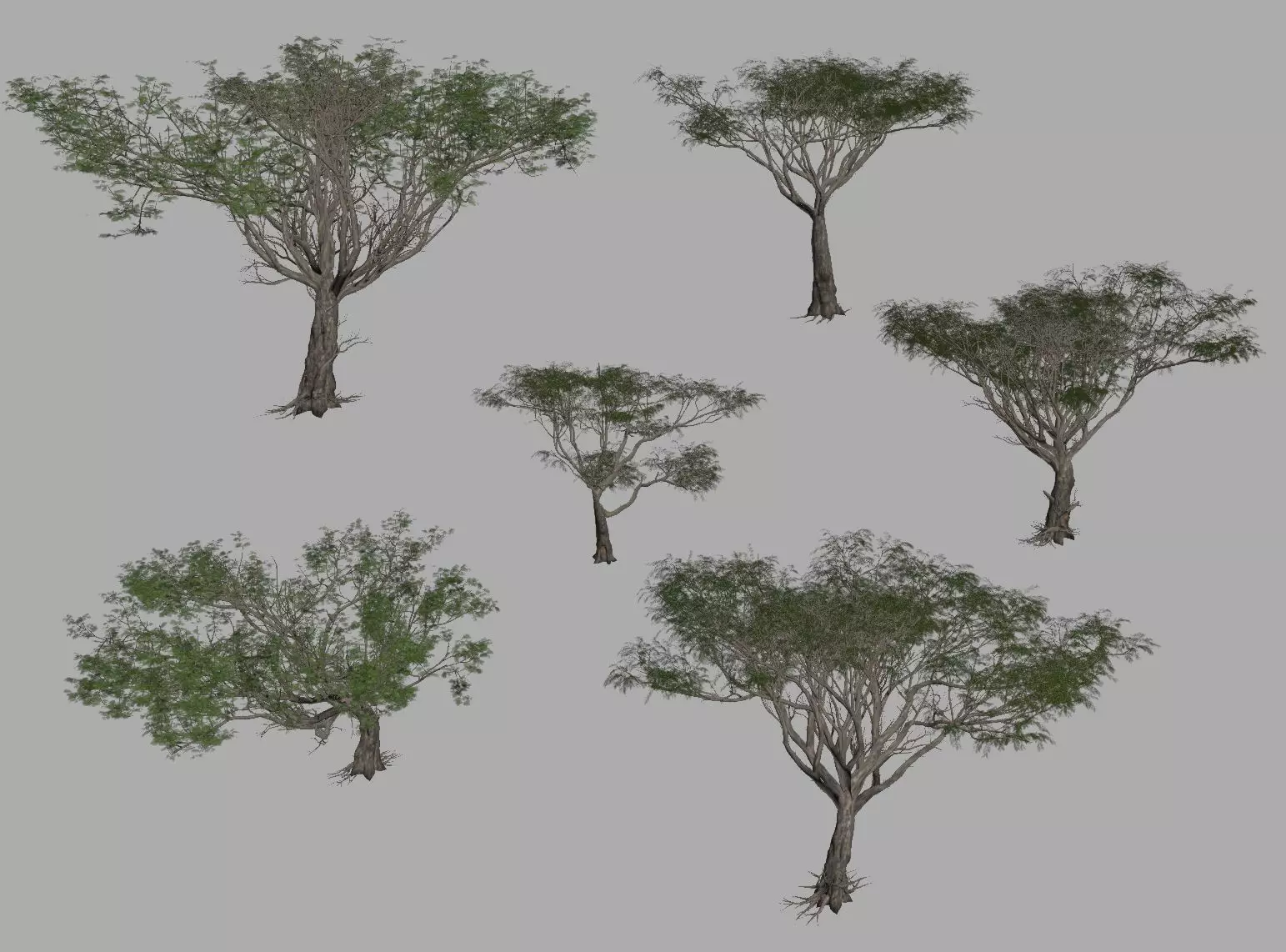 Acacia tree set 3D model_0