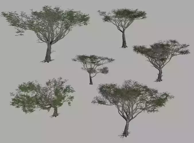 Acacia tree set 3D model