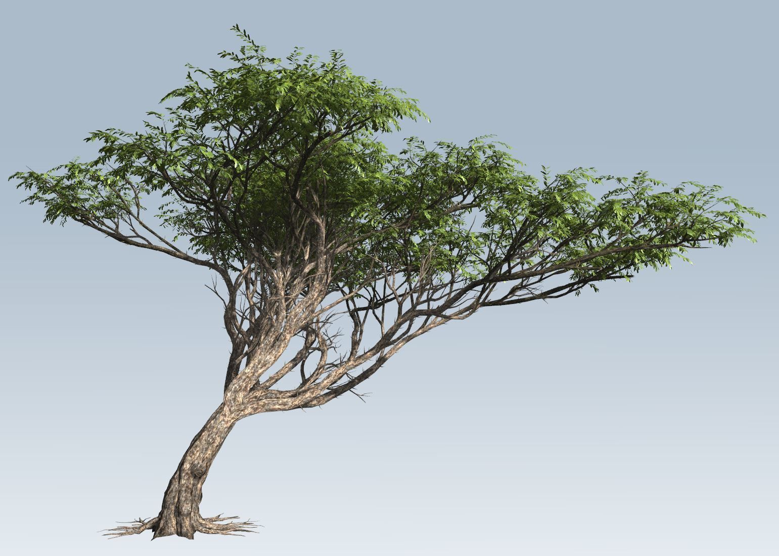 Acacia tree set 3D model_23